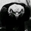 ali2_354