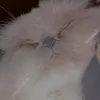 meaw.97