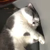 Punch Sì Gòn
