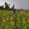 girasoles1307