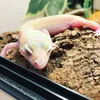 neo_on_tik_tok