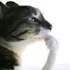 _me_gustan_los_gatos_0