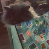 fluffiestkitten