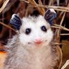opossum_sam