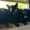meowdicine_mom