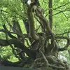 m.elaniexo