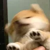 mochijae_04
