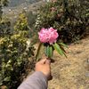 thinleysherpa4
