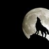 .wolf000