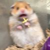 slothy_dasloth