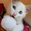 nanita_dein