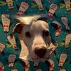 oreothedalmatian21