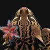 rnnnnr_5