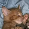 kroketpet.on.top