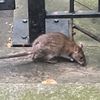 lashedbyrat