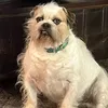 pandapixel1