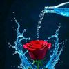 user482085375246032