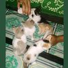 aminah2493