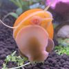 snailorsversion