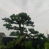 wernawernatanduran
