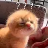chipxinh03_