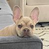 superduperfrenchie