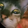 syffer7