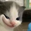 vu_vo.chi