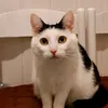 musyabangscat