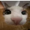 toiyeumidteamban