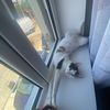 sonythecat0