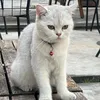 o.anh_