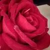 lymey_tictoc