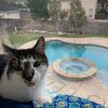 milo_the_kittykat