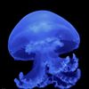 jelly_judge