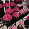 n_alqhtany