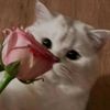 _sofita_2.5z