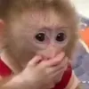 monkykodasilva