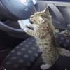 catgomeowdogsaywoof