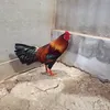 congtruc80