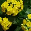 botanicaeflores