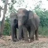 pipatsalangam108