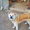 akitadog8008