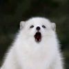 userle9xofsh4c