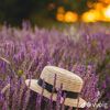 lolo_200777