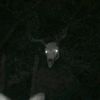 666_good_luck