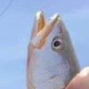 masked_fishin_boi
