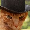 tabbydappersir