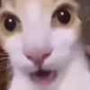 antsipoo