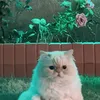 queen_iptsam
